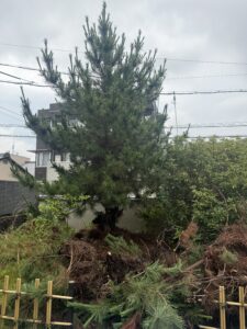 松剪定途中