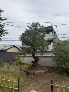 松の剪定後