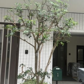 アオダモ剪定