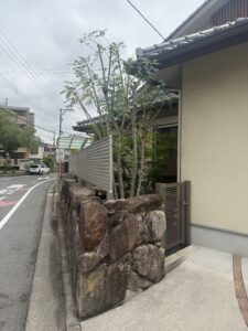 広島市で剪定後のシマトネリコ。受講を下げて電線との距離を確保