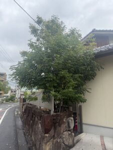 広島市で剪定前のシマトネリコ。電線付近まで枝が伸びた状態