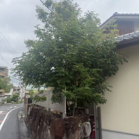 広島市で剪定前のシマトネリコ。電線付近まで枝が伸びた状態