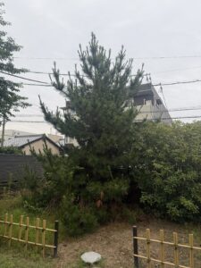 松の剪定前