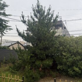 松の剪定前
