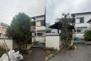 杉は芽を残しての剪定