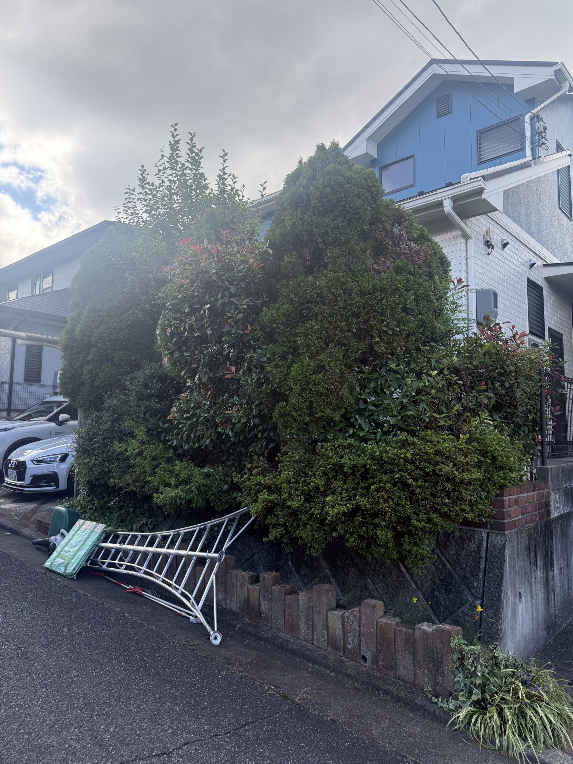 戸建て住宅の庭木・生垣の剪定作業前の状態（大きく育ち混み合ったコニファーと樹木